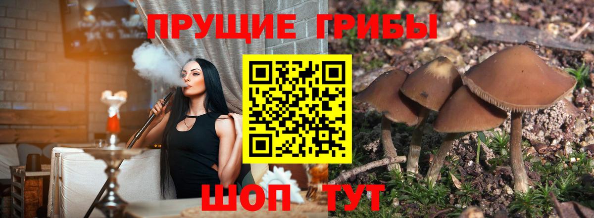 Дятьково  Галлюциногенные грибы Cubensis  Вход с VPN 
